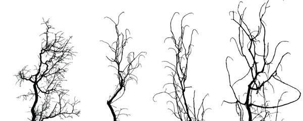 Obraz premium Silhouettes of branches of trees isolated on white. Black and white vector illustration 