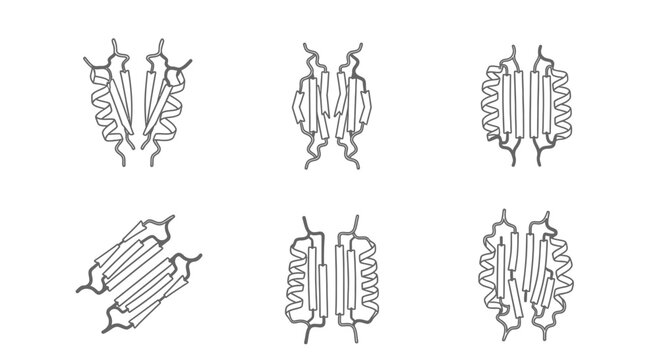 Protein Beta Sheet Structures: Diverse Secondary Protein Folding Patterns