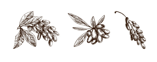 Hand drawn vintage sketch set of barberry berry branches, herbal spice ingredient, botanical food illustration detailed natural © Mariia Mazaeva