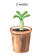 Fototapeta premium A sprout of adenium obsum in a pot (desert roses) aged 2 week. Watercolor illustration on a white background