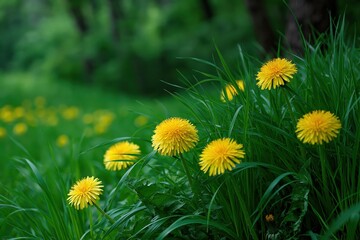 Obraz premium Yellow dandelion flowers blooming among green grass in meadow