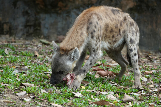 Spotted hyena scavenging and crushing bones of a carcass