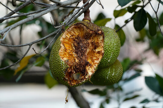 Half-eaten ripe jackfruit hanging on tree, damaged by squirrels