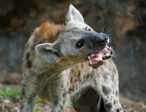Spotted hyena scavenging and crushing bones of a carcass