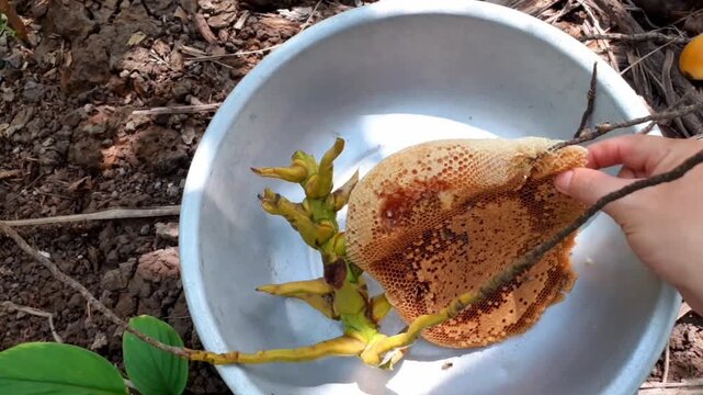 Honey Bee Hive Close Up Freshly Collected from Tree p1