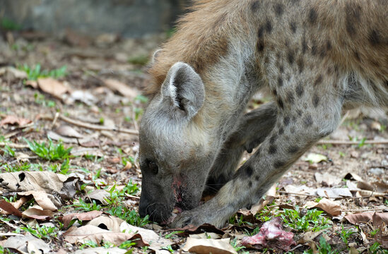 Spotted hyena scavenging and crushing bones of a carcass