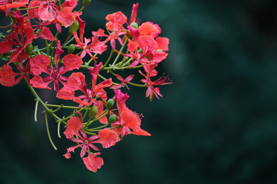 Beautiful red peacock flower blooming on a branch with blurred green nature background
