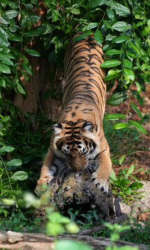 Indochinese tiger sharpening its claws on a tree trunk in a lush green tropical forest