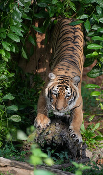 Indochinese tiger sharpening its claws on a tree trunk in a lush green tropical forest