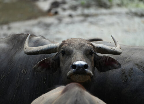 Close-up portrait of a water buffalo staring at the camera