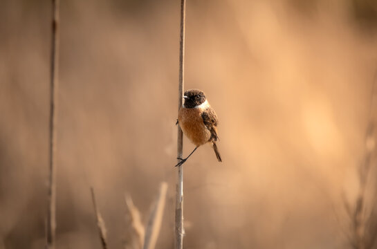 Stonechat on a reed
