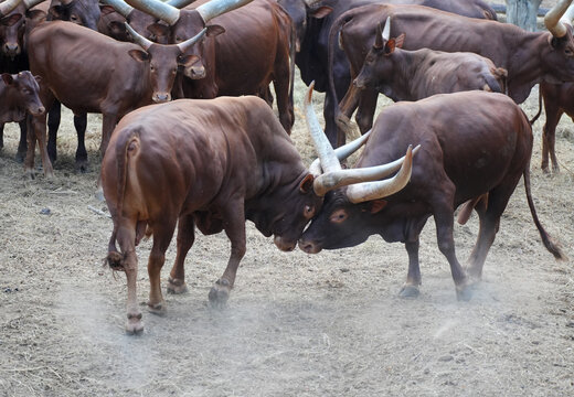 Two powerful male Ankole-Watusi bulls fighting