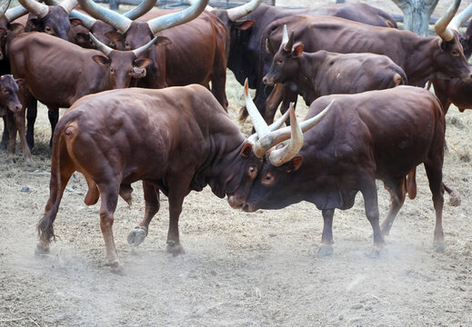 Two powerful male Ankole-Watusi bulls fighting