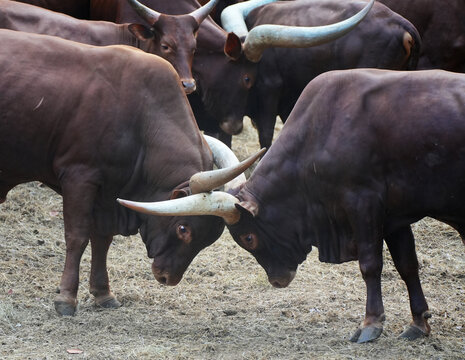 Two powerful male Ankole-Watusi bulls fighting