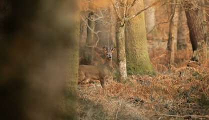 Roe deer walking through the forest © karl