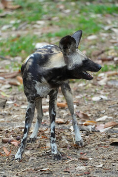 Close-up portrait of an African wild dog with large rounded ears,
