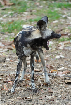Close-up portrait of an African wild dog with large rounded ears,