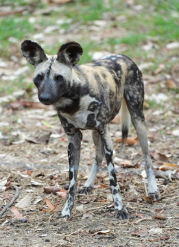 Close-up portrait of an African wild dog with large rounded ears,