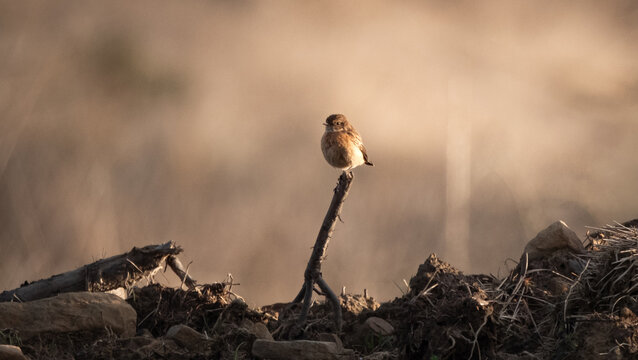 Perched stonechat