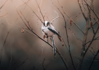 Long tailed tit © karl