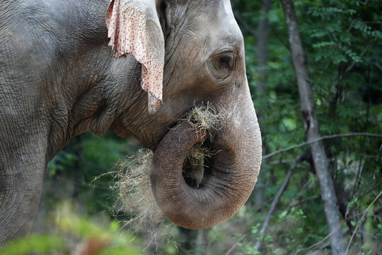 Close up of Asian elephant using its trunk to eat hay