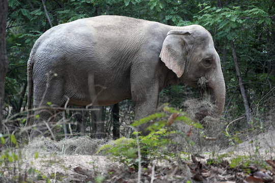 Asian elephant eating dry grass