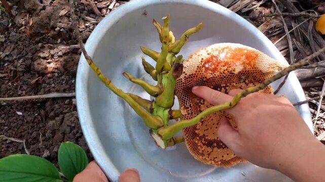 Honey Bee Hive Close Up Freshly Collected from Tree p2