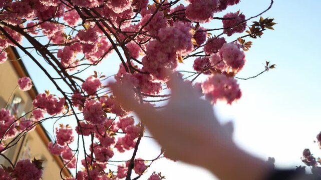 Spring blossom pink flowers branches against bright sky warm sunlight urban nature fresh season feeling new life peaceful mood soft light blooming tree finally spring arrives