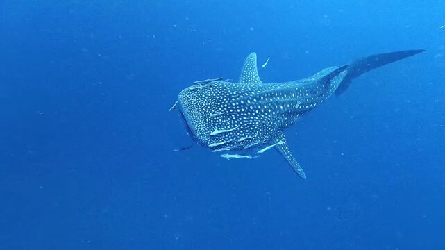 Whale Shark Swimming with Remora Fish in Blue Ocean