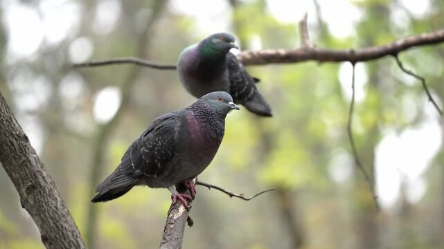 Two majestic pigeons gently perch on a sturdy branch, their dark feathers shimmering subtly.