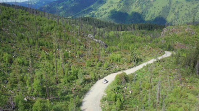 Aerial view of winding dirt road with car driving through mountain valley with regrowing forest after wildfire damage in Altai region. Remote travel route, wild nature and recovery landscape.