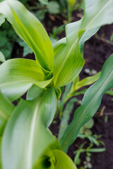 Naklejka premium Emerging corn stalk with broad green leaves in fertile earth