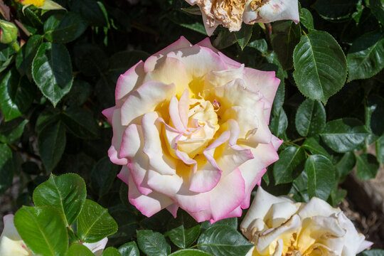 Rosa bicolor crema y rosa rodeada de hojas verdes intensas en primer plano.