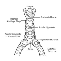 Obraz premium Medical illustration of human trachea and larynx anatomy diagram in detail
