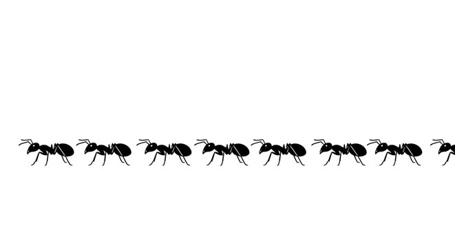 Black ants marching in a line on white background simple illustration