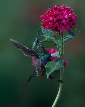 Beautiful sunbird with flower in Masai Mara