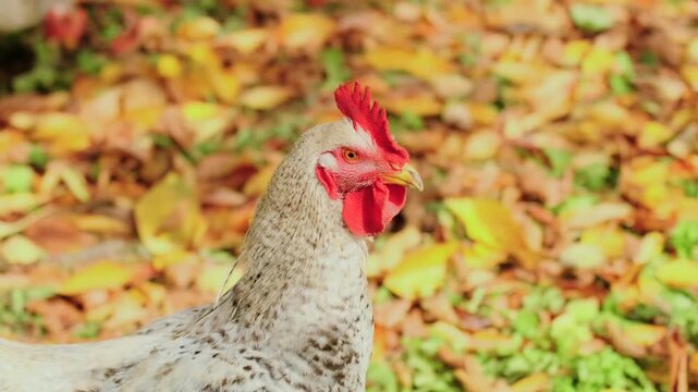 Speckled Sussex chicken close-up portrait in autumn leaves, outdoor farm setting. Domestic poultry bird with red comb standing in natural environment, agriculture and farming concept.