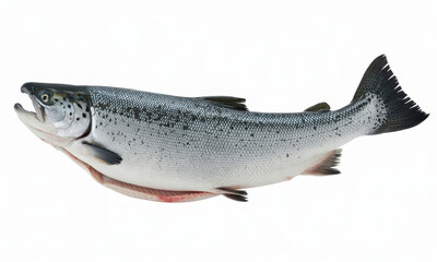 Obraz premium Fresh whole atlantic salmon fish with silver scales isolated on a plain white background