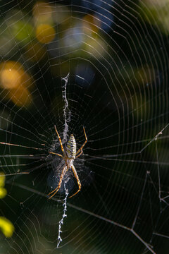 Detailed view of a spider constructing its intricate web in a garden during late afternoon light