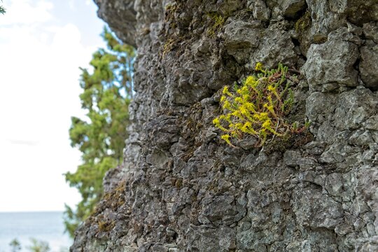 Sedum acre, commonly known as Goldmoss Stonecrop or Biting Stonecrop growing on a rock face, Muhu, Estonia, Europe.