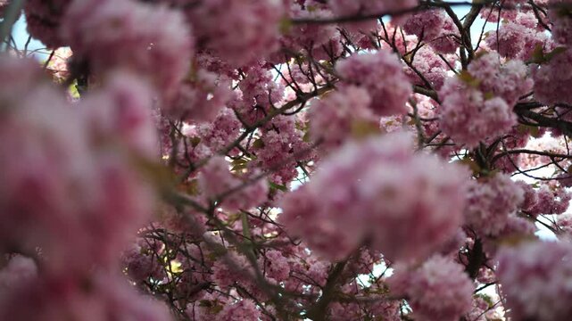 Cherry blossoms create natural privacy screen in city space soft pink layers hide background forming cozy sheltered feeling and intimate urban nature corner