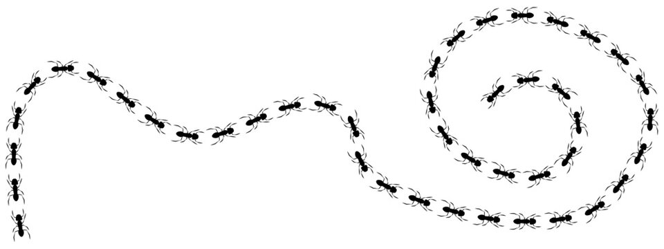 Spiral black print track shows ants walking in a wavy curved line vector illustration