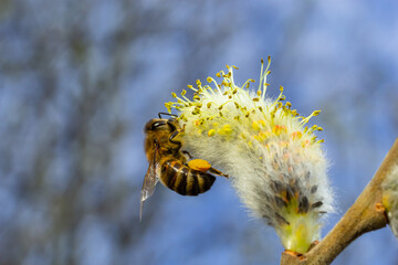 A bee on a branch of a blooming willow © Oleh Marchak