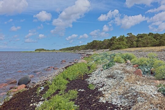 Landscape with a stony beach with low-growing coastal vegetation typical of the Baltic Sea region in summer with clouds in the sky, Abula, Saaremaa, Estonia, Europe.