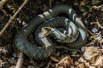 Obraz premium The grass snake Natrix natrix, sometimes called the ringed snake or water snake, is a Eurasian non-venomous snake. Mating time in spring in the forest