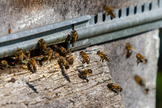 Busy bees gather pollen and nectar at the hive entrance during a sunny afternoon in a lush garden setting
