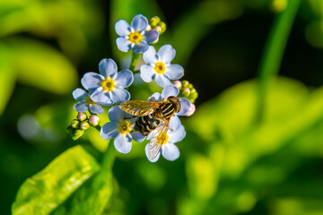 Bees gathering pollen from small blue flowers during a sunny afternoon in a lush garden © Oleh Marchak
