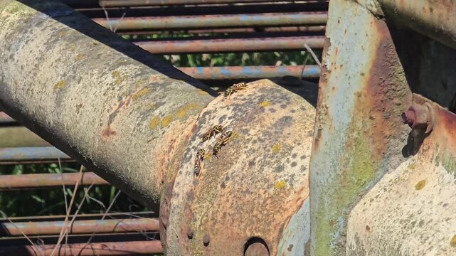 Close up of several wasps crawling on an old rusty metal agricultural machinery part on a bright sunny day in a rural farm outdoor setting.