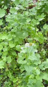 Knoblauchsrauke (Alliaria petiolata) im Fr&uuml;hlingswald &ndash; essbare Wildpflanze und Heilpflanze - Knoblauchsrauke w&auml;chst im frischen Fr&uuml;hlingsgr&uuml;n am Waldboden.