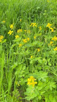 Sch&ouml;llkraut (Chelidonium majus) im Fr&uuml;hlingsgras &ndash; Wildpflanze und traditionelle Heilpflanze - Die Wildpflanze ist bekannt aus der traditionellen Naturheilkunde, gilt jedoch als giftig 